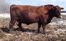 00 GMA Scarlet is another female sired by the Net Worth influenced bull out of the Blue Stone pogram.