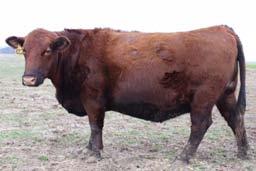 28 Cow Calf Pair BADGER HILL SALTINE Reg# 1726771 1A 100% DOB 6/12/2014 BW 70 WW 603 YW N/A Green Meadow Angus Daniel & Marian Showwalter Gleason, Wisconsin 715-921-4039 Heifer Calf, GMA Saltine 288