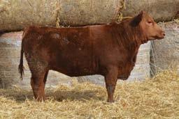 Haege Farms Daniel Haege Nashville, Illinois 618-713-1429 MAB Y1 Reg# 1497216 1A 100% DOB 9/10/11 BW 60 WW 603 YW N/A 31 Bred Cow GLACIER CHATEAU 744 WES GC PROVER P13 (975679) WES POSENONE M11