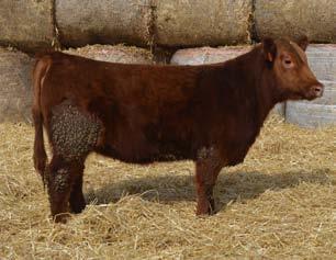Their mother was an ET daughter of the DAMAR donor Perks Robin Hood 205R and she just keeps doing the job for us. A chance to buy twin sisters by a young bull!