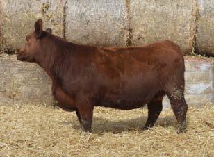 (1748385) RED BRYLOR ROSE 68Z Also by Red Brylor Kodiak 3A. Also brings in the Brylor heavy hitters with mulberry, Bodasius, SSS Arson 85U ad Red T-S Olivia 706P also in the pedigree.