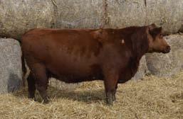Her dam from DAMAR was sired by Red Lazy MC Cowboy Cut 26U and her dam was Messmer Millie 124P, the dam of Packer! Popular performance genetics and a real sale attraction!