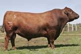 Steiger Cattle Company Brian & Sonia Steiger & Family Delavan,Illinois 309-275-3864 steigercattlecompany@yahoo.