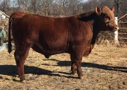 56 Bull Bulls DEER HILL DETOUR 224D Reg# 3517849 1A 100% DOB 1/5/2016 BW 78 WW 849 YW N/A Deer Hill Farms Dick & Carol Kealy Waterloo, Illinois 618-939-6309 618-795-6188 cell RED RMJ REDMAN 1T RED