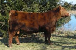 01 Deer Hill Detour has the makings of a calving ease bull with excellent conformation. His birth weight was 78 pounds (BW EPD -2.2) along with excellent performance.