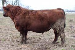 01 MLF Samurai 327 is a proven herd sire from the Haege program. He is a direct son of the Bieber Rouse Samurai X22 and his dam is a Red Lazy MC Cowboy Cut daughter.