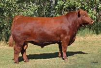 In October of 2015 Genesis was crowned Grand Champion bull in the NILE. Then named Reserve Grand Champion bull at the 2016 NWSS. Rhodes Red Angus, LLC Darryl Rhodes Maize, Kansas 316-722-6900 www.
