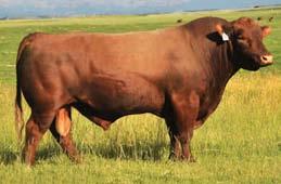 Embryo Packages 68 1 Package of 3 Embryos 3 Embryos Guarantee of 1 Pregnancies if put in by a Certified Technician Rhodes Red Angus, LLC Darryl Rhodes Maize, Kansas 316-722-6900 www.rhodesredangus.