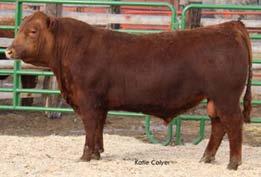 03 21 0.08-0.02 The donor dam of this choice of embryo packages is a direct daughter of the great BJR Windsong 2269 cow.