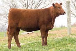 Her legacy continues to live on through her daughters with this one being sired by the great 3 Aces Sideways bull.