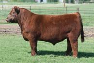 Embryo Packages Schmidt Red Angus Jarred & Randy Schmidt Emmetsburg, Iowa Jarred 712-298-2111 Randy 712-260-7368 3 Embryos Guarantee of 1 Pregnancies if put in by a Certified Technician 70 1 Package