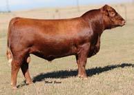 She is a daughter of Norseman King and the great BJR Windsong cow that was so successful for Harmony Hills. She then went on to be a cornerstone donor cow for the Majestic Meadows program.