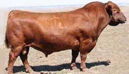 67 0.15 36 0.43 0.07 This mating is sired by EPC R397K who is known for producing moderate cattle with growth and performance.