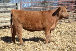 Donation Semen Auction For Illinois Junior Association Gift Certificates for 5 Straws ABS, Genex, Select Sires Accelerated Genetics Plus Additional Semen Donated by Red Angus Breeders Thank you to