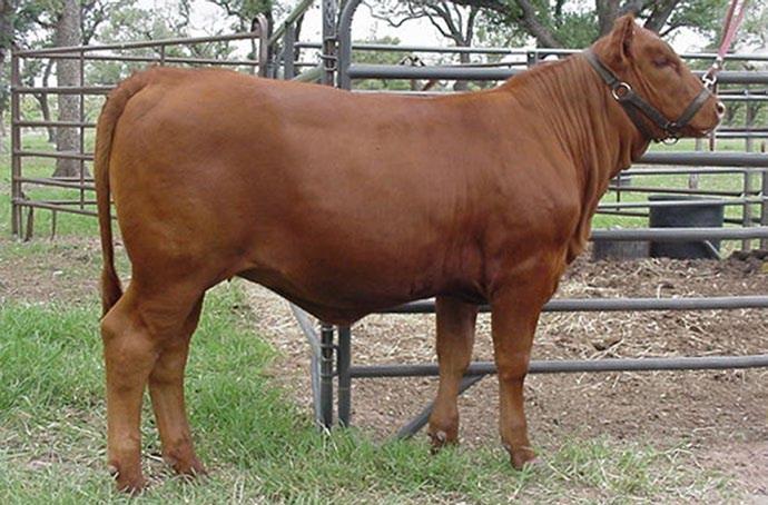 2 Buffaloe s Ms Macho 246Y is a long and muscular Macho 124W Daughter. BCC selected her from their 2011 Fall calf crop as the best heifer. Her pedigree is loaded with champion genetics.