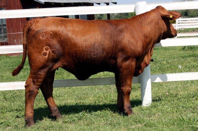 Her paternal grand dam is BCC Ms Pretty Girl 124S3, the Dam of the Cow-Calf Champion, 2010 Brangus Futurity & generated the Produce of Dam in the 2011 Brangus Futurity at San Antonio in 2011.