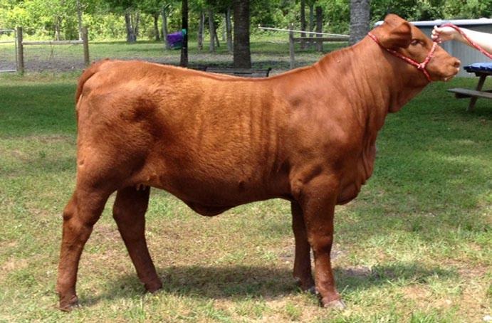 We think this heifer will be an excellent show heifer and will also produce bulls and heifers you will want to retain in your herd to build upon.