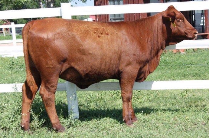 6 Miss TK Rocky Street 98Y is sired by the two time Show Sire of the Year, Sureway s Rocky Street 227N, Miss TK Rocky Street 227N is a dark red, very attractive female with show ring eye appeal.
