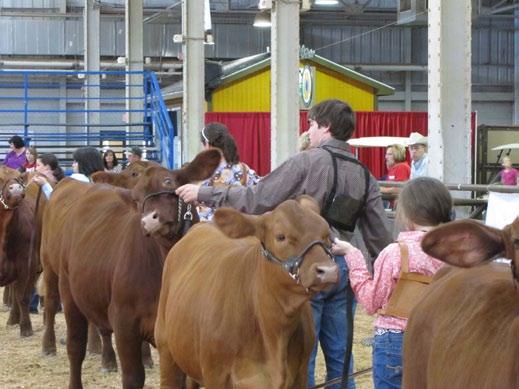 Premier Red Brangus Female Sale ~ Consignors Buffaloe Cattle Company Bruce Buffaloe 14 Earlham Friendswood, TX 77546 281.996.0442 rbrangusbuffaloe@aol.com www.redbranguscattle.