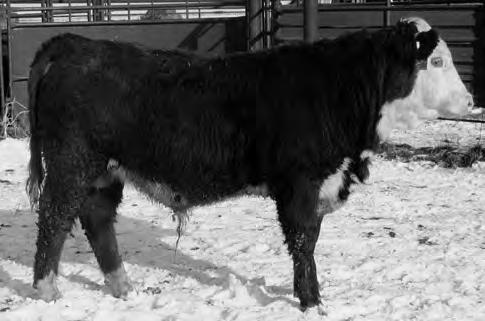 42 LL SENSATION 028X 42 43504303 3/12/2014 HORNED LL STANDARD 13U LL LADY STANDARD 13U 134Z LADY MARK 183R 42 is a moderate framed bull with a tremendous amount of volume and thickness.
