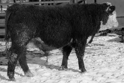 Love his built-in calving ease. 45 W -0.