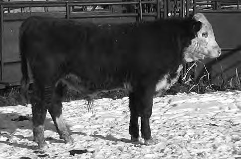 We love this bull s EPDs and built in calving ease. W +2.