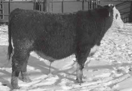 He is out of one outstanding Traveller 9121W daughter that will add length and growth. LL RISTONE 145 W +3.