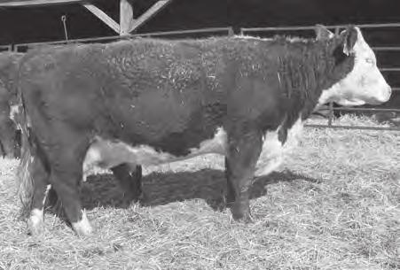 He is moderately framed, phenotypically correct, marked solid and level topped with added muscle and thickness. Impressive EPD s and performance. His dam records a 102.