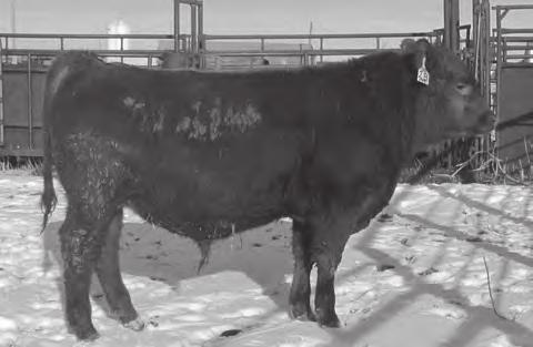 Red Angus Yearling ulls lom 1 LOM PIE CODE RED 199 1 lom 1672545 3/9/2014 PIE CODE RED 9058 PIE CODE RED 199 PERKS MONA 810U UAR RED SEQUOIA