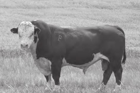 He combines calving ease with early growth, extreme depth and thickness. A unique pedigree that combines About Time 743 and old school 137Y.