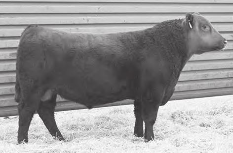 Initially kept to use as a clean up bull on heifers, he became a herd bull standard.