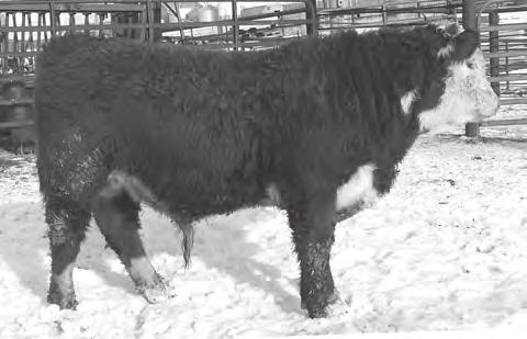 Yearling ulls 14 1 5 LL SENSATION 028X 1 43504327 2/27/2014 HORNED LL DIAMOND 72S LL LADY DIAMOND 14U 31Z LADY ND DIAMOND 174T Sensation has proven himself as a calving ease expert in our program.