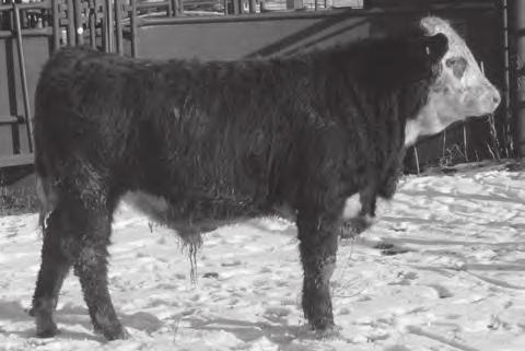 23 23 LL SENSATION 028X 23 43504316 3/9/2014 HORNED LL STANDARD 13U LL LADY STANDARD 13U 103Z LADY DIAMOND 107S Heifer bull. Excellent calving ease and maternal value.