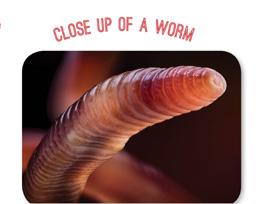 There are thousands of types of worms, such as earth worms, tape worms, round worms and flat