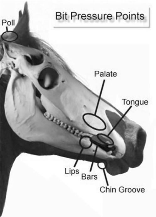 PRESSURE POINTS OF BITS Seven possible pressure points on a horse s head for bits/headgear to act Direct pressure points (from bit)