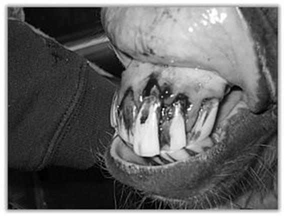 Senior horses (20 years old or older) are at increased risk for developing periodontal