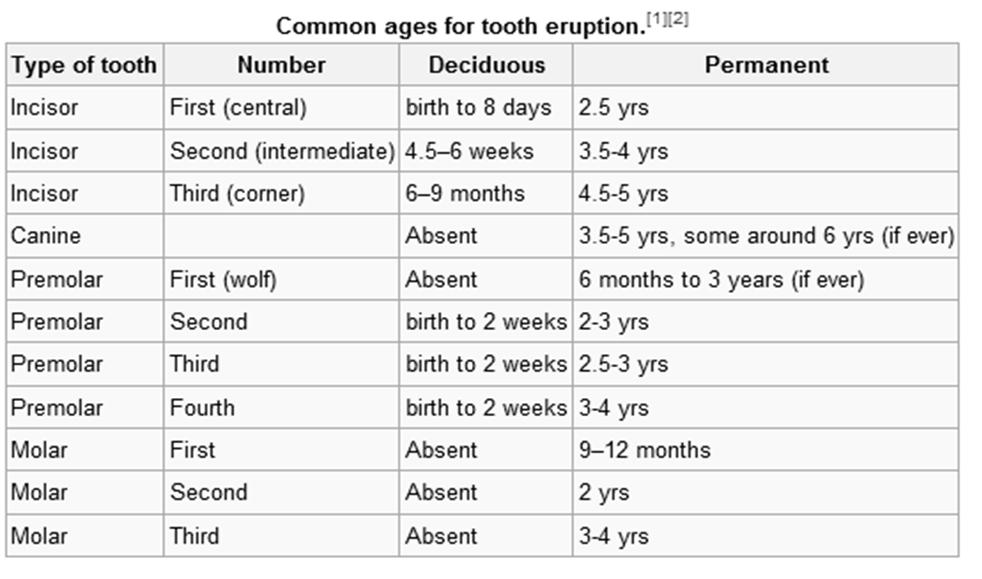 DENTAL FORMULA Horse a) Temporary teeth I - 3/3 C- 0/0 P - 3/3 M - 0/0 = 12 x 2 = 24 b) Adult