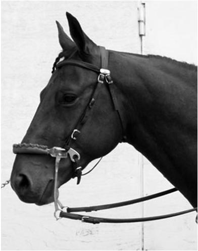 BITLESS----HACKAMORE Photo: Unknown Source COMBINATION BITS Pelham English Bit - used with two reins, has both curb and snaffle action Kimberwicke