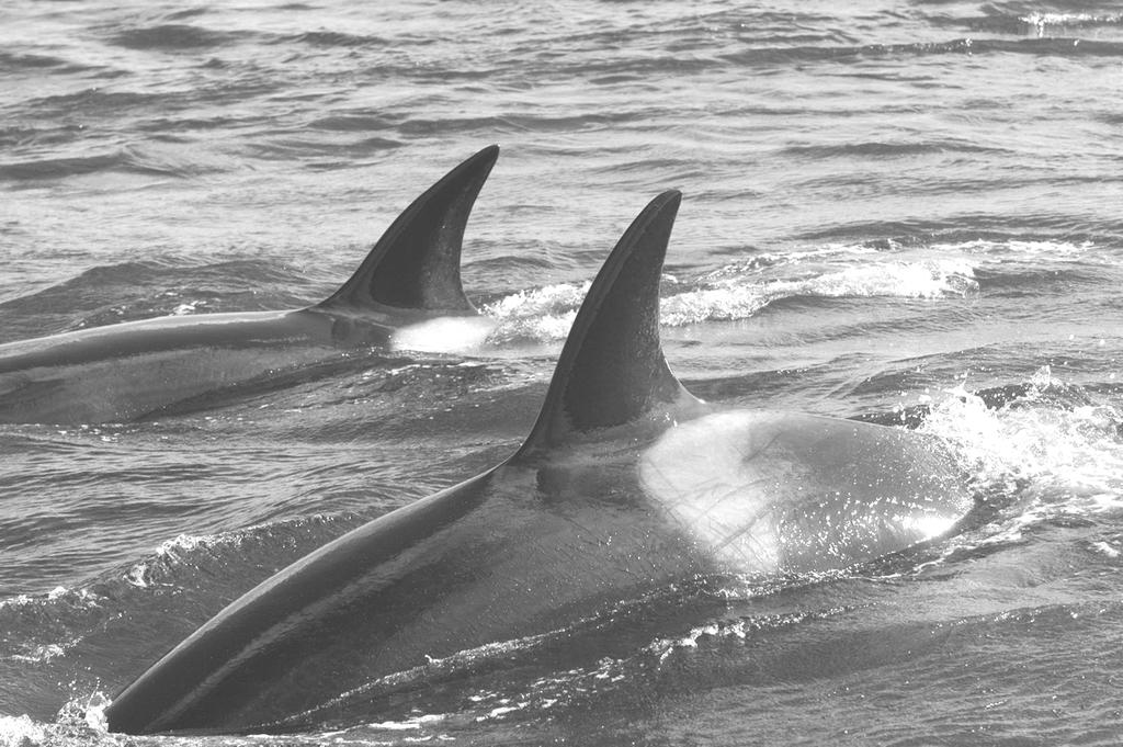 Phyllis Reeve Orcas at Page s Courtesy John Ford indeed transient type killer whales and there were about 16 in total. Some of the calves and juveniles are difficult to identify visually.