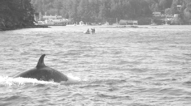 Or they may have seen the Whale Watching Guidelines in Gabriola-based WaveLength Magazine s Orca Pass Special