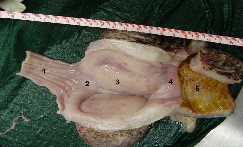 2: Longitudinal section of the stomach and intestine in the mature male A.