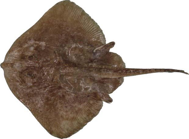 Context: Thorny Skate (Amblyraja radiata) are widely distributed in depths ranging from 18 m to over 1500 m, in temperatures from -1.4 to about 6 C, and on both hard and soft bottoms.