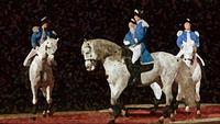 International Quadrille Championship The International Quadrille Championship will feature teams of four (4) horses and riders, competing in a dressage based 'freestyle-to-music' competition.