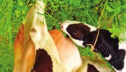 to seven weeks prior to calving. Vaccinations boost immunity in cows and spike antibody levels in the colostrum, a process called colostrogenesis.