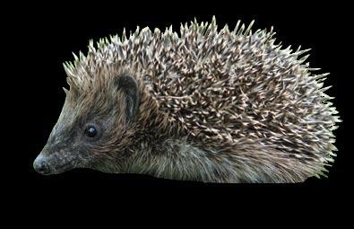 You can help by leaving out cat or dog food for hedgehogs, but you should never feed them bread or milk, as they