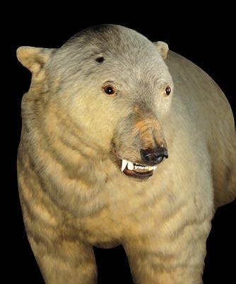 Now look to your right and you ll see a case full of Bears! There are 9 species of Bear known in the world, including one extinct species.