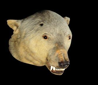 cold, like the Polar Bear. Q. 10 We have seven species on display in the museum- can you find them all? (hint: don t forget the skeleton on your right!