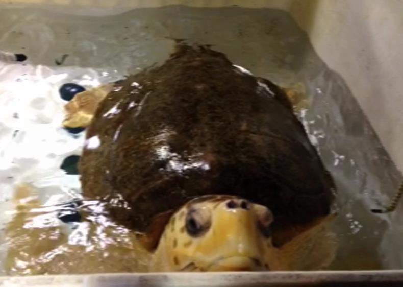 Turtle Feeding Diet is prepped & fed by Husbandry Staff or