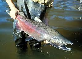Eat or be Eaten: Chinook Salmon They feed on terrestrial and aquatic insects, amphipods, and other crustaceans while young, and primarily on other fish when older