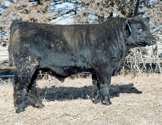 Genomic testing places him in the top 11% of the breed for WW. His first calf heifer dam is a Mainline daughter.